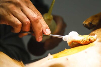 Centro de Controle de Zoonoses de São Sebastião realiza castração gratuita de cães e gatos em ação promovida pela Associação Renova Camburi_zinho