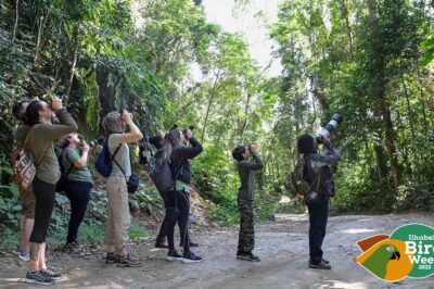 Ilhabela bird week 2023 é sucesso de público e consolida Ilhabela no cenário nacional da observação de aves